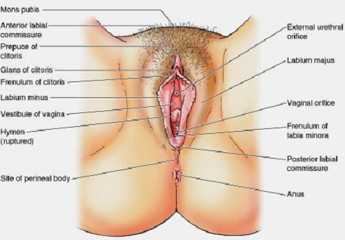 Vagina wide open hairy orifice, clitoris and hymen