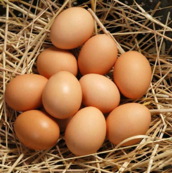 CHICKENS FREE RANGE EGGS