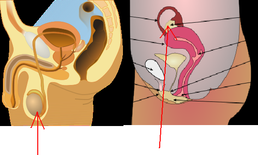 bollock testis