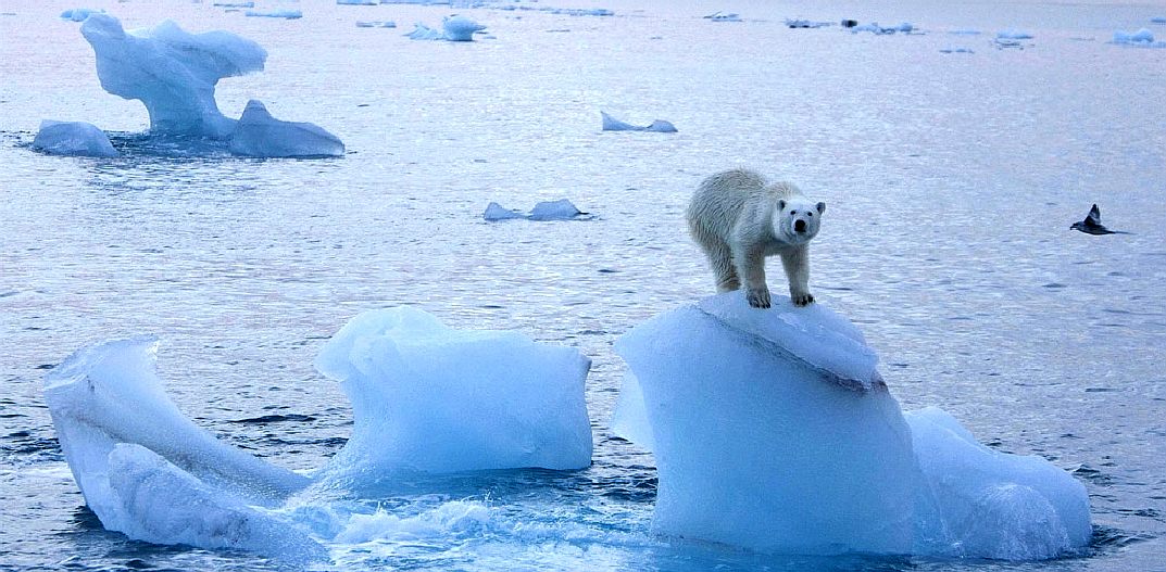 Arctic ice melting making polar bears homeless