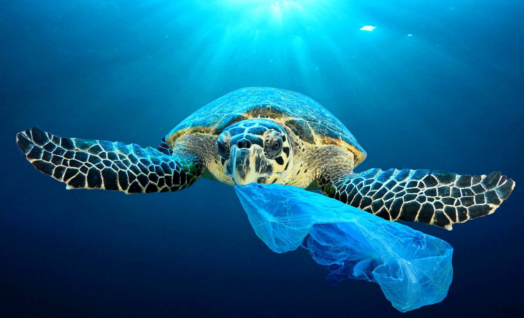 Turtle with a single use plastic bag, that resembles squid