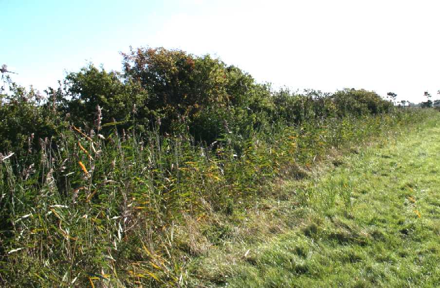  - pevensey_levels_natural_england_sue_beale_cath_jackson_fences