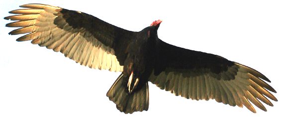 Vulture circling overhead