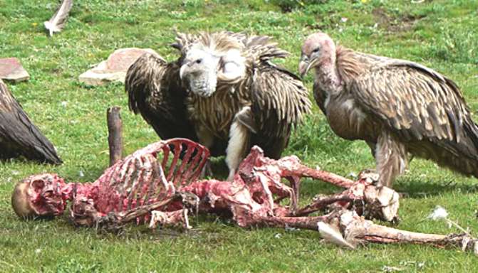 Birds eating a human - Legal vultures gorge on a human corpse.