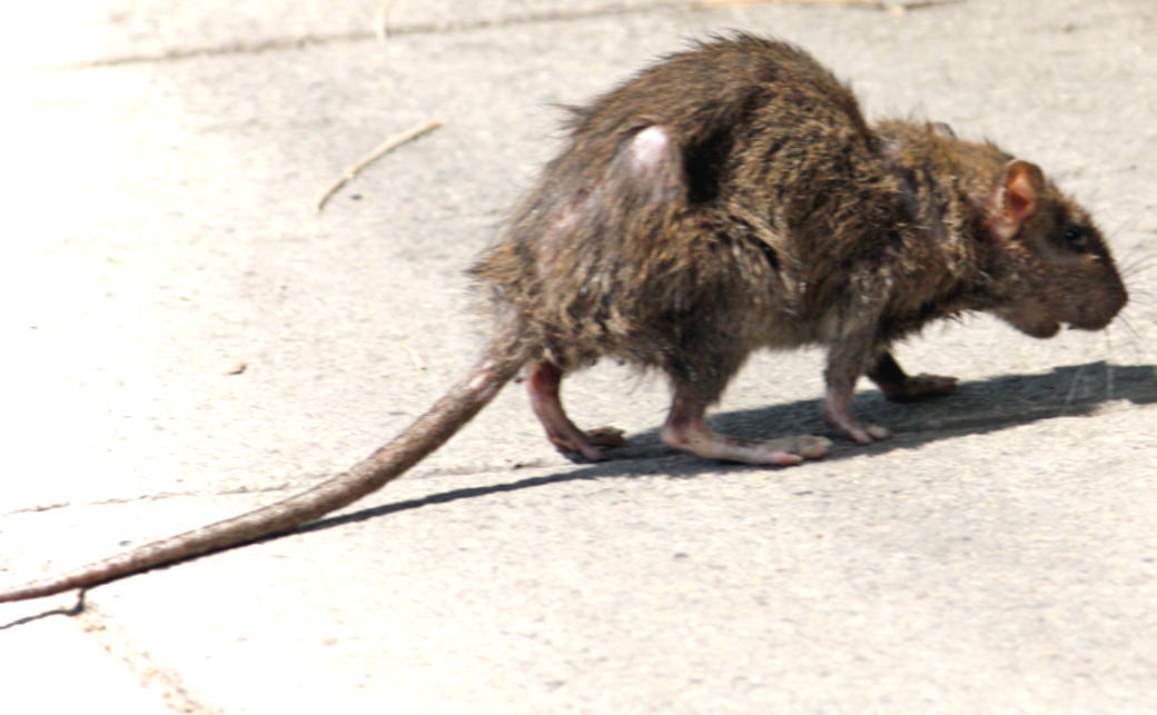 Dirty disease carrying street rats